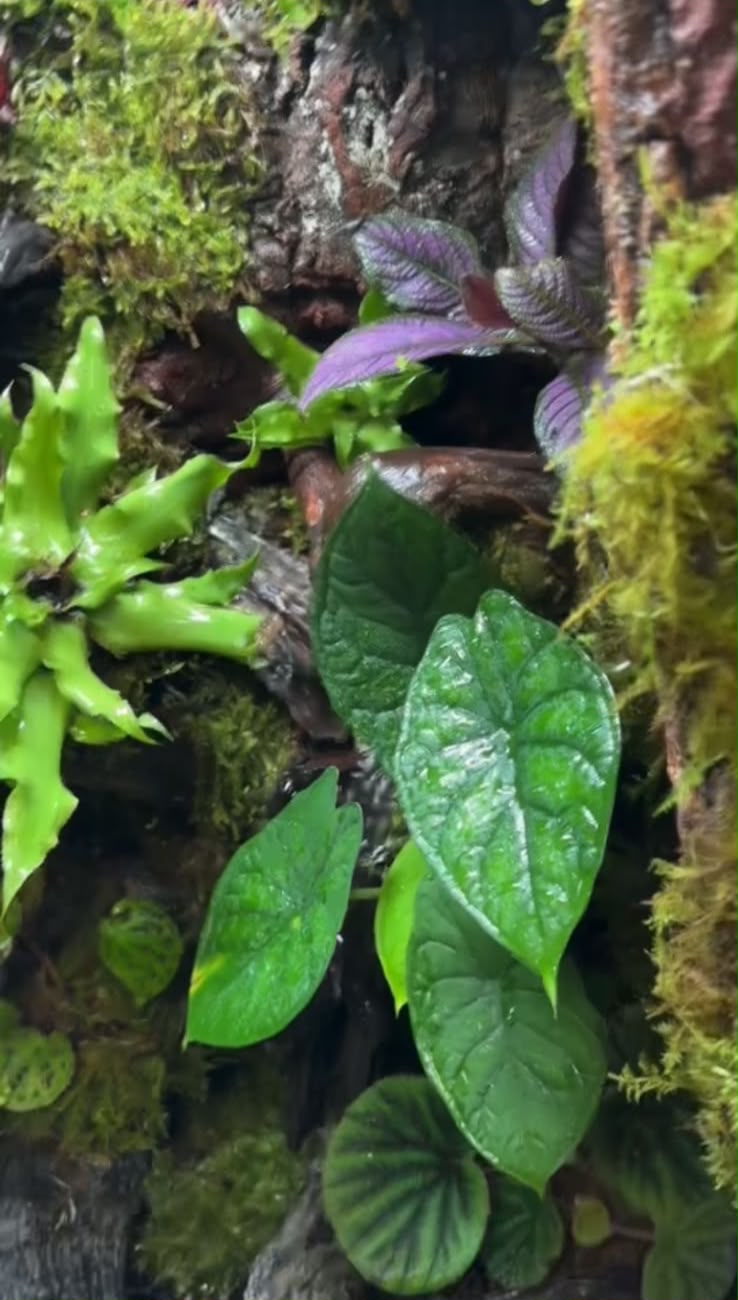 Paludarium detail