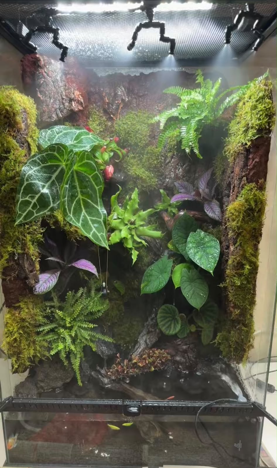 Terrabotanic signature paludarium