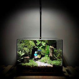 Terrarium Totoro