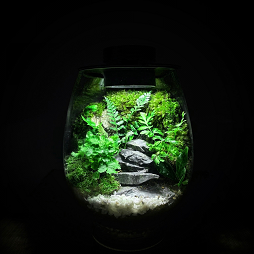 Mosslight