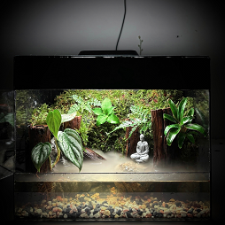 Raining Forest Buddha
