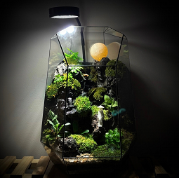 Terrarium Moon Night