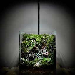 Terrarium Deer