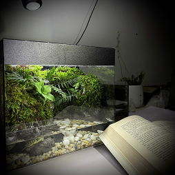Raining Forest Terrarium