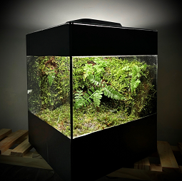 Rain Terrarium